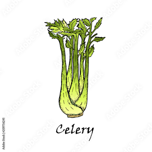 Hand-drawn illustration of green celery