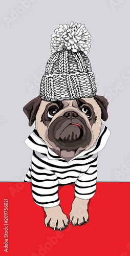 Pug Dog in a striped cardigan and in a winter knitted hat with a pom pom. Vector illustration.