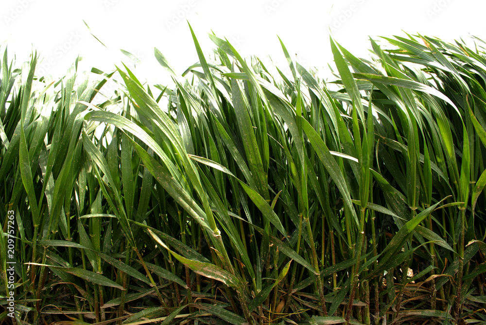 Fototapeta premium Lush Green Grass Growing in Sunlight