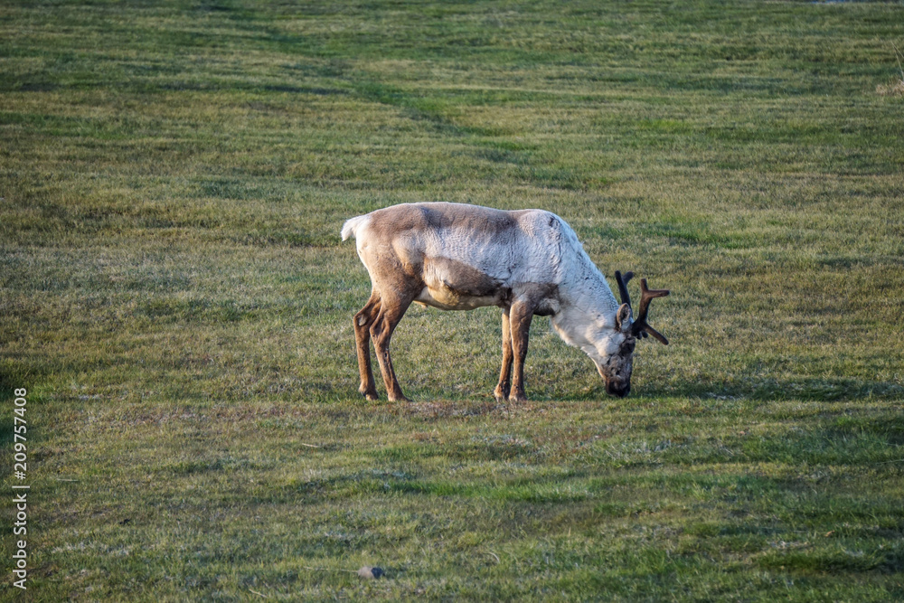 Naklejka premium A wild raindeer in the landscapes of Iceland