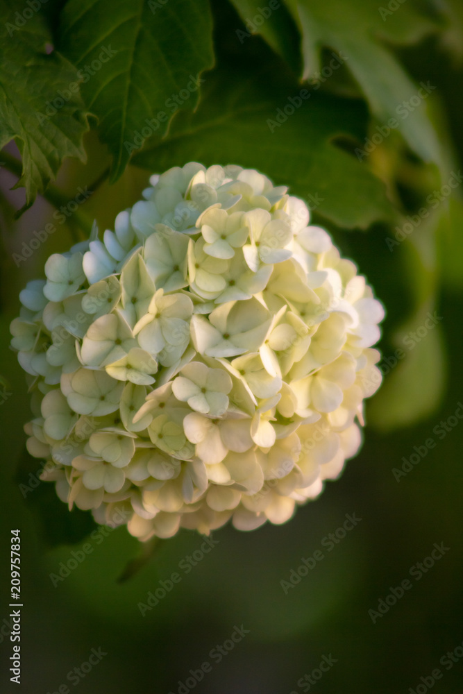 Small white flowers arranged in a large sphere on a green background closeup Small white flowers arranged in a large sphere on a green background closeup