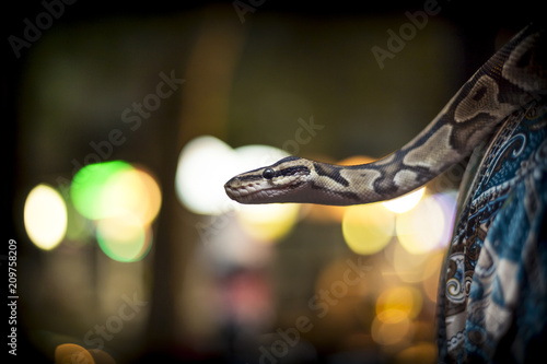 Snake and light background 