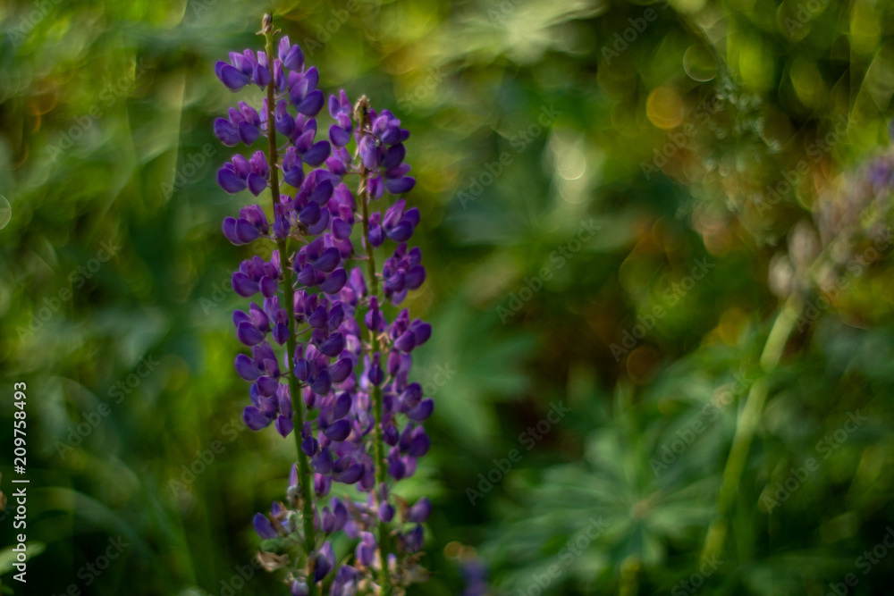 Close-up of purple lupine on a background of green swirling bokeh Close-up of purple lupine on a background of green swirling bokeh