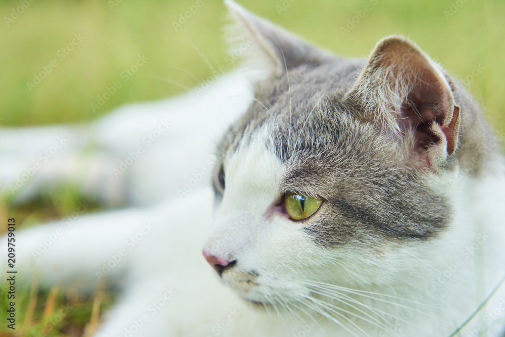 Close up portrait of cat in green grass. Focused to eye Close up portrait of cat in green grass. Focused to eye