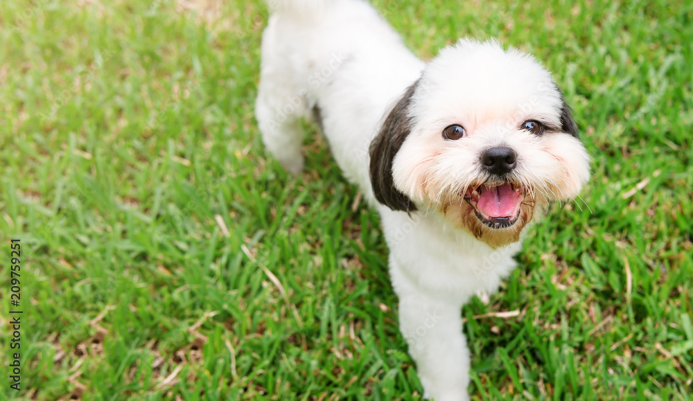 Dog breed Shih-Tzu White fur That is in the garden of grass.And looking at me with eyes that looked cute and playful and curious.