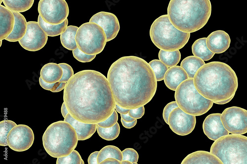 Moraxella catarrhalis bacteria, 3D illustration. Gram-negative aerobic bacterium, diplococcus, causes infections of respiratory system, central nervous system, middle ear, eye and joints photo