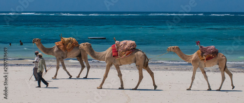 Camels walking down the beach