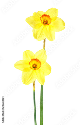 Fototapeta Naklejka Na Ścianę i Meble -  Narcissus bouquet isolated on white background. Daffodil flower.