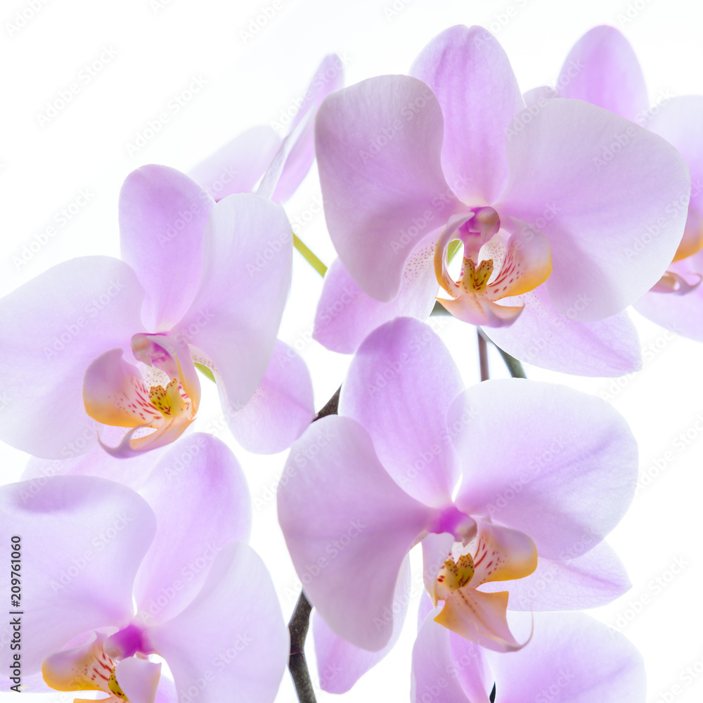 Obraz premium Phalaenopsis Orchidacea