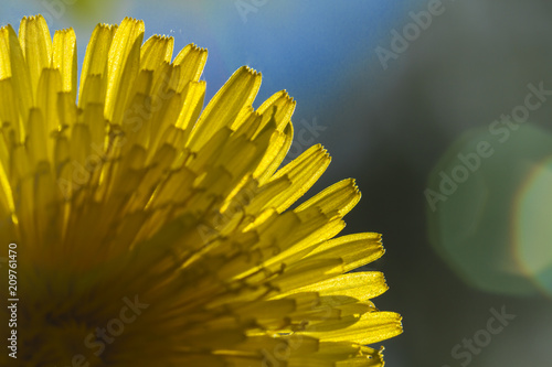 Fototapeta Naklejka Na Ścianę i Meble -  Summer pattern. Flowering dandelion in the sun