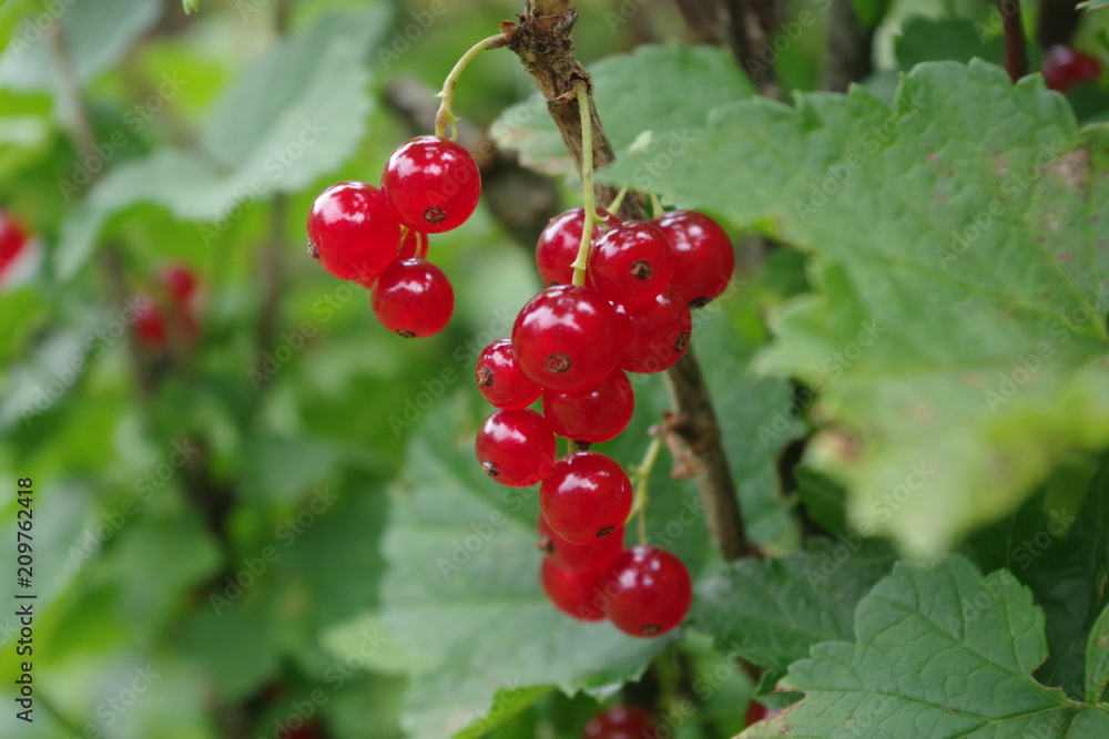 Branch of bright ripe red currant in a garden. Sweet and sour fruits.