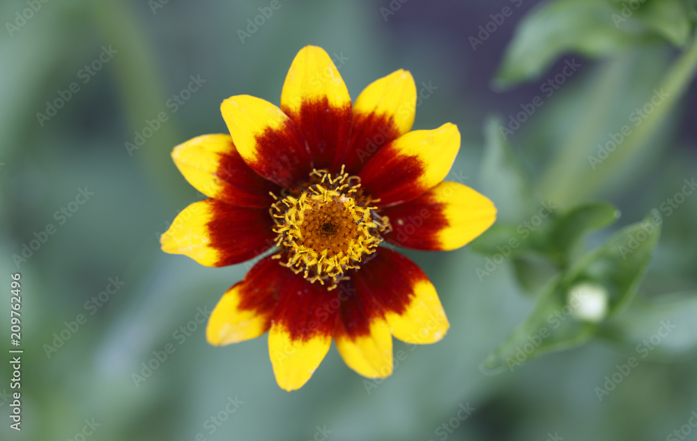 Yellow and red flower in the garden Yellow and red flower in the garden