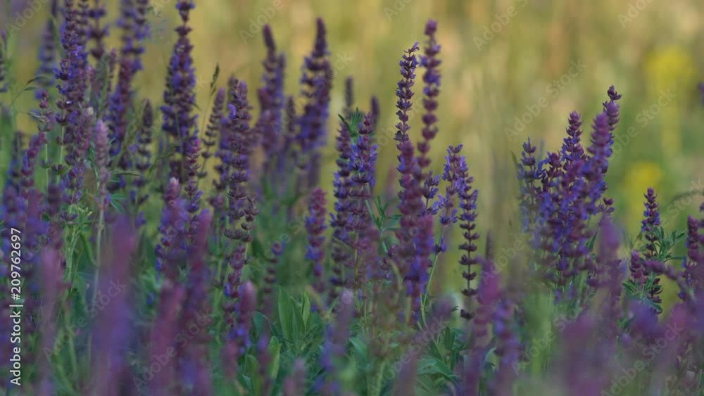 Close-up, Hand of a Young Woman Breaks Vasilek Flowers in the Morning Forest