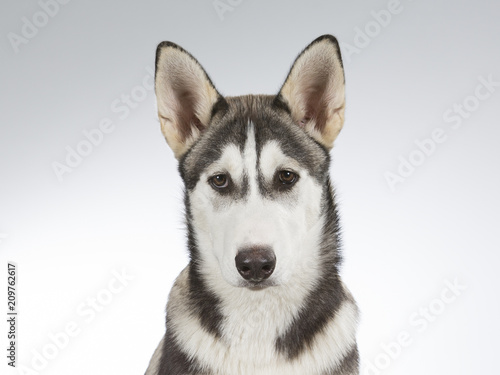 Fototapeta Naklejka Na Ścianę i Meble -  Husky puppy portrait. Image taken in a studio with white and grey background.