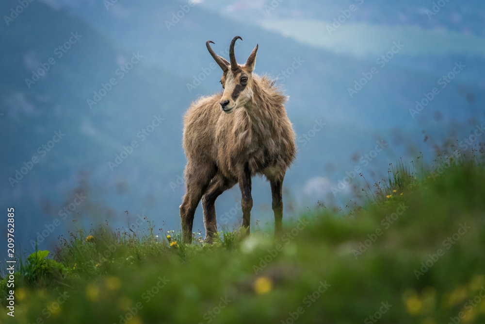 Kozica - Tatry