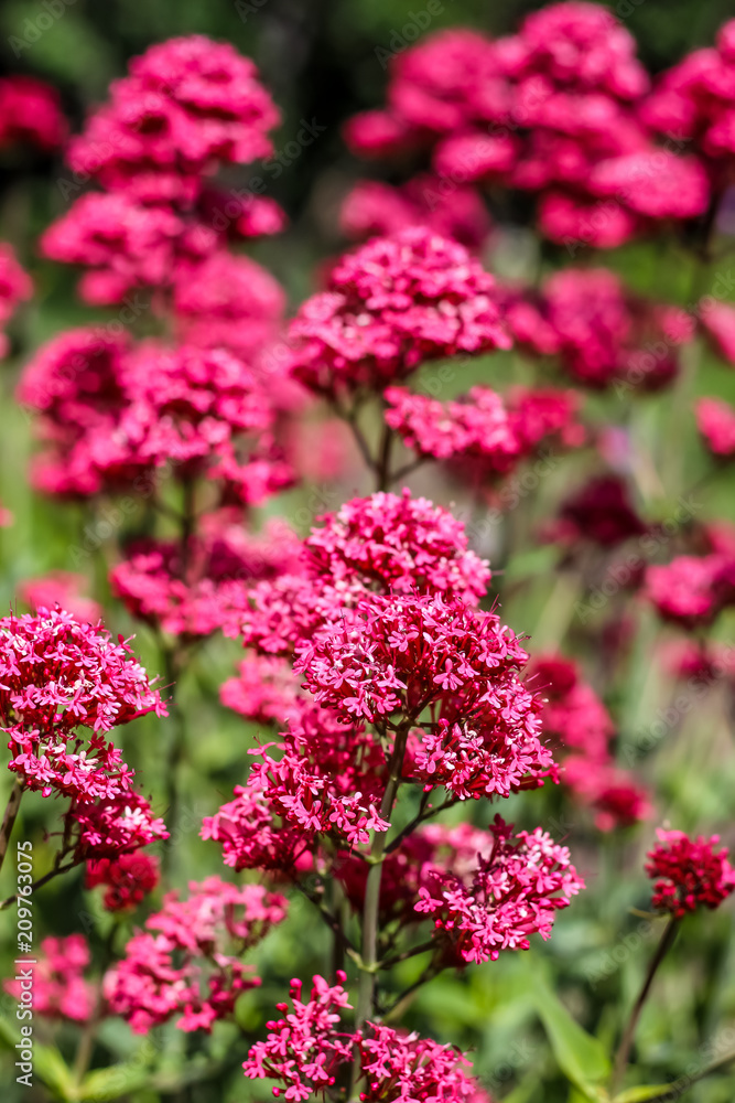 Red Astilbe flower Red Astilbe flower