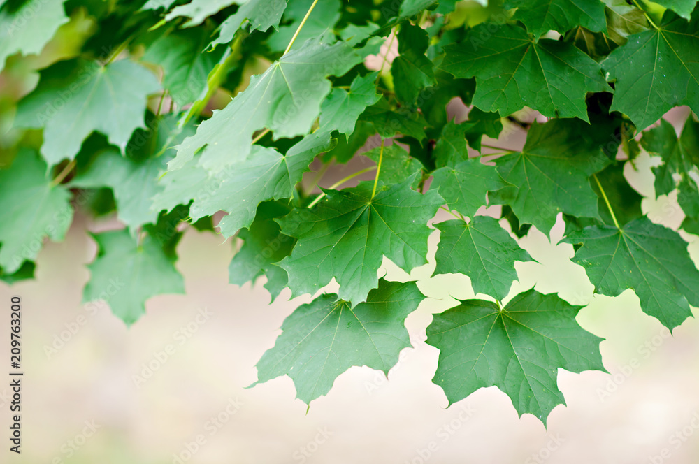 Green leaves beautiful textured screensaver Green leaves beautiful textured screensaver