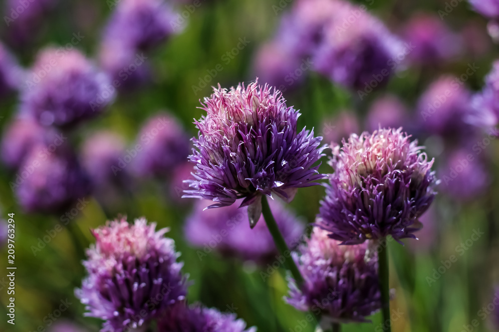 close up of pink red clover flower in green blurred background close up of pink red clover flower in green blurred background