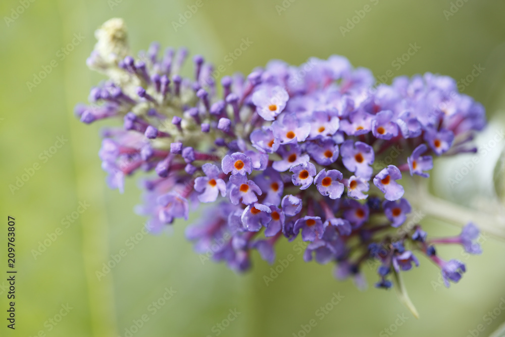 Obraz premium close up of summer lilac flower
