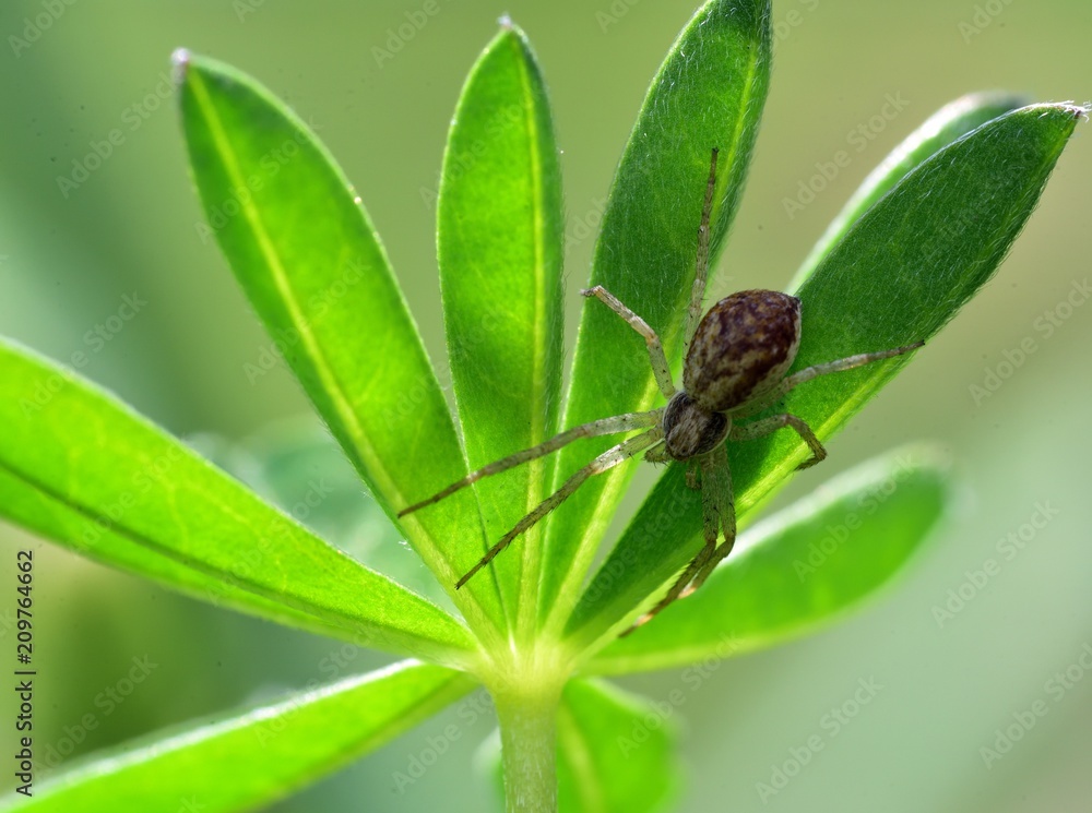 Garden Spider on the Lupin Garden Spider on the Lupin