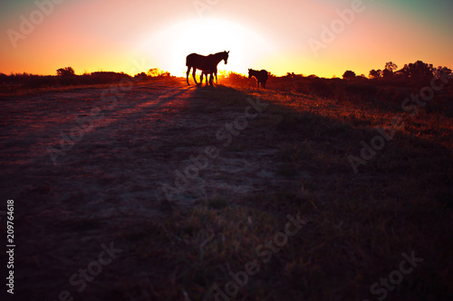Silhouettes of horses at sunset in the field.