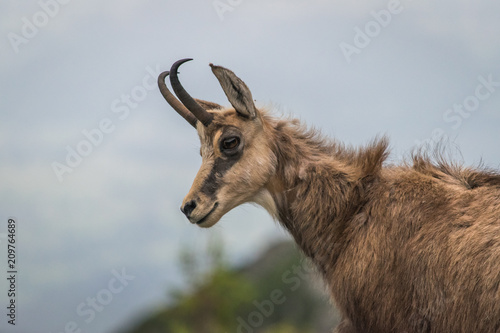 Fototapeta Naklejka Na Ścianę i Meble -  Kozica - Tatry