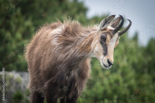 Fototapeta Naklejka Na Ścianę i Meble -  Kozica - Tatry