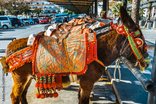 Fotografia Zamyka up kolorowi dekorujący osły sławni jako taxi czekanie dla pasażerów w Mijas, ważna atrakcja turystyczna