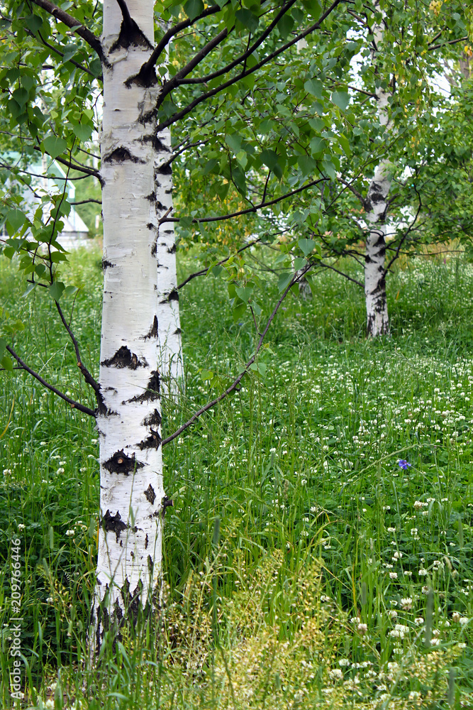 Fototapeta premium White russian birches in the meadow