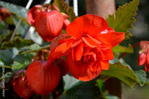 Fototapeta Naklejka Na Ścianę i Meble -  Begonia. Nice flowers in the garden in midsummer, in a sunny day. Green landscape