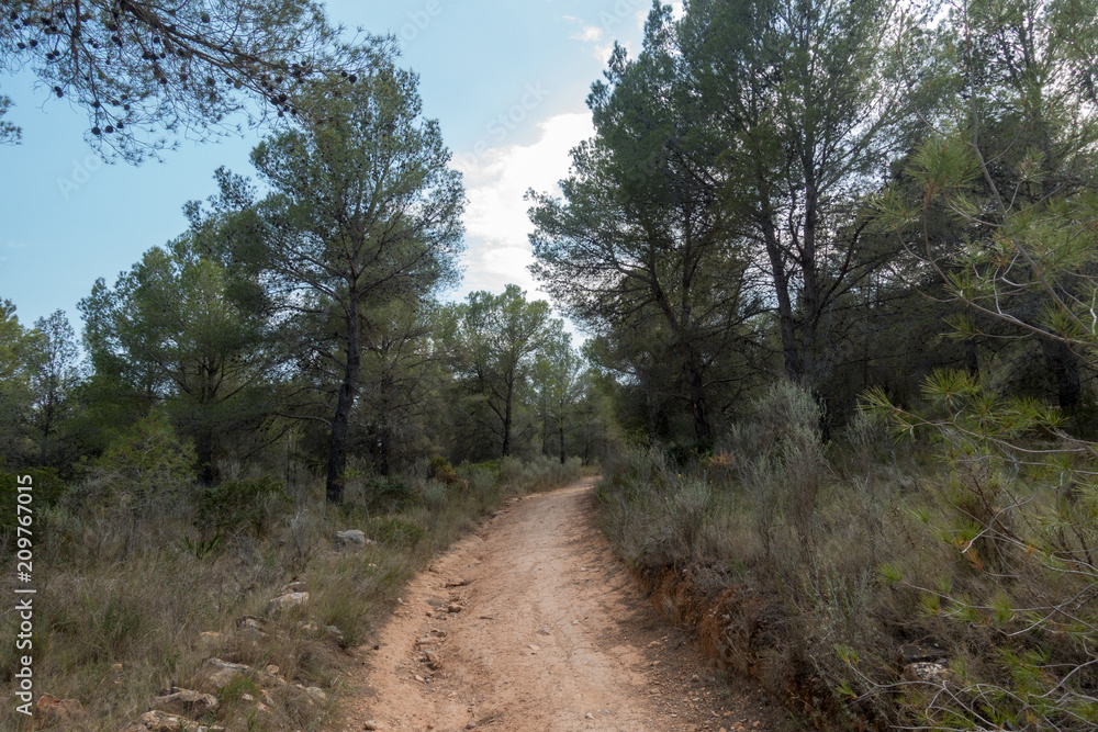 Obraz premium Payment Management Mountains and palms desert trees