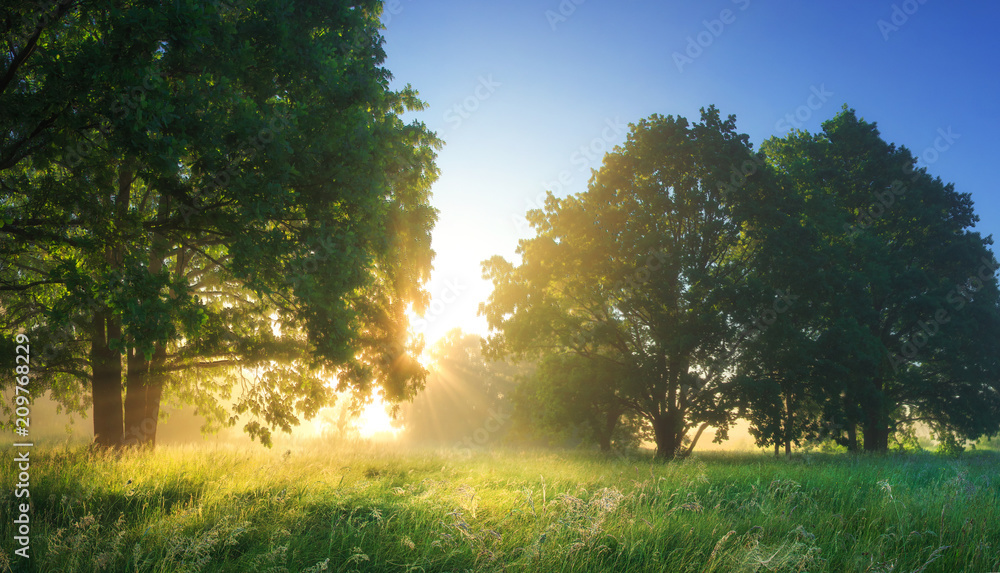 Summer vibrant landscape of morning nature with bright sunlight.