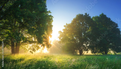 Obraz na płótnie Summer vibrant landscape of morning nature with bright sunlight. w salonie
