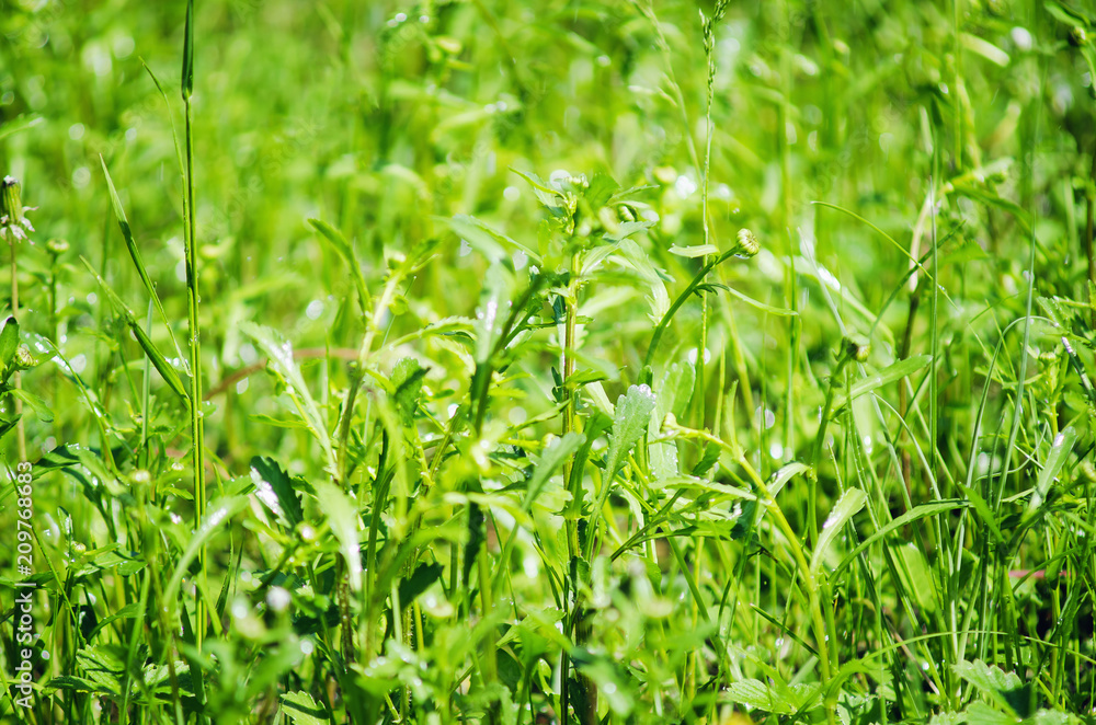 Green grass on a summer meadow. Natural background. Green grass on a summer meadow. Natural background.