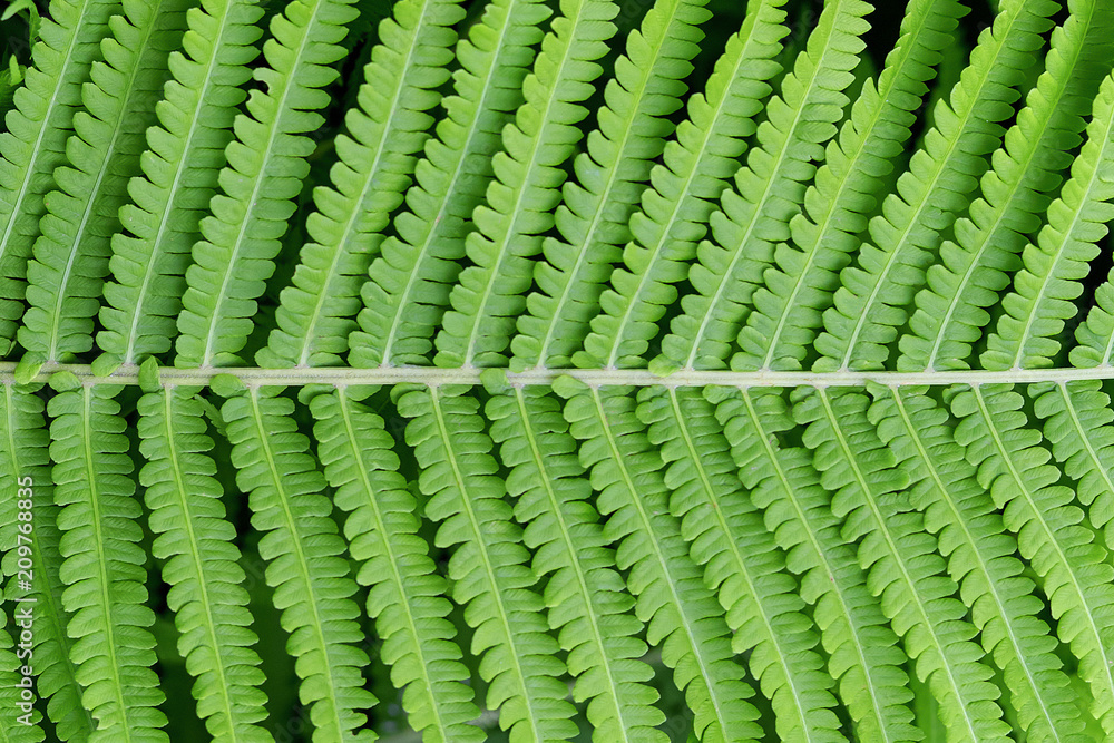 fern leaf close - up, texture fern leaf close - up, texture