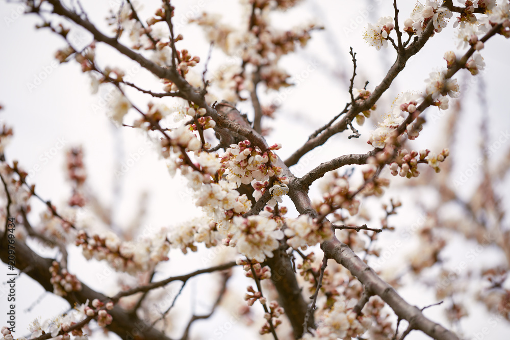 Spring blossom tree. Beautiful flowers Spring blossom tree. Beautiful flowers