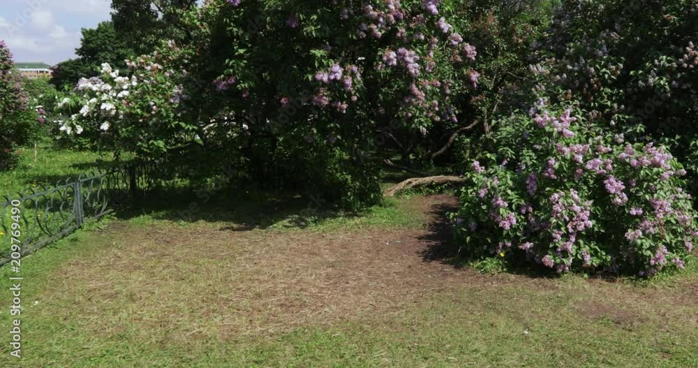 Lilac garden in Moscow Lilac garden in Moscow