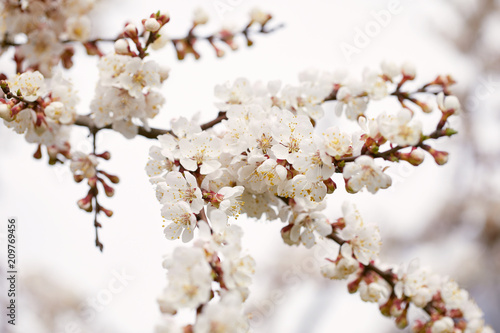 Spring blossom tree with beautiful flowers