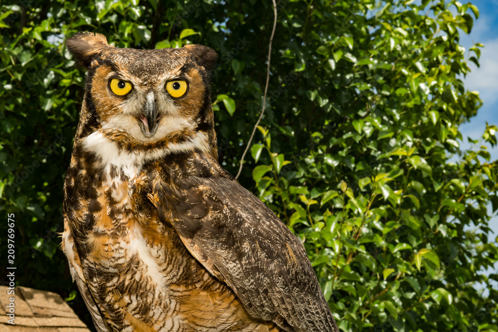 Great Horned Owl (Bubo virginianus) Great Horned Owl (Bubo virginianus)