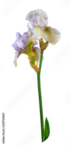 Fototapeta Naklejka Na Ścianę i Meble -  Spring irises. Flowers. Nature. Isolated on white background without shadow. Close-up.