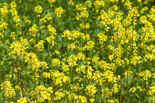 mustard field, yellow blooming mustard