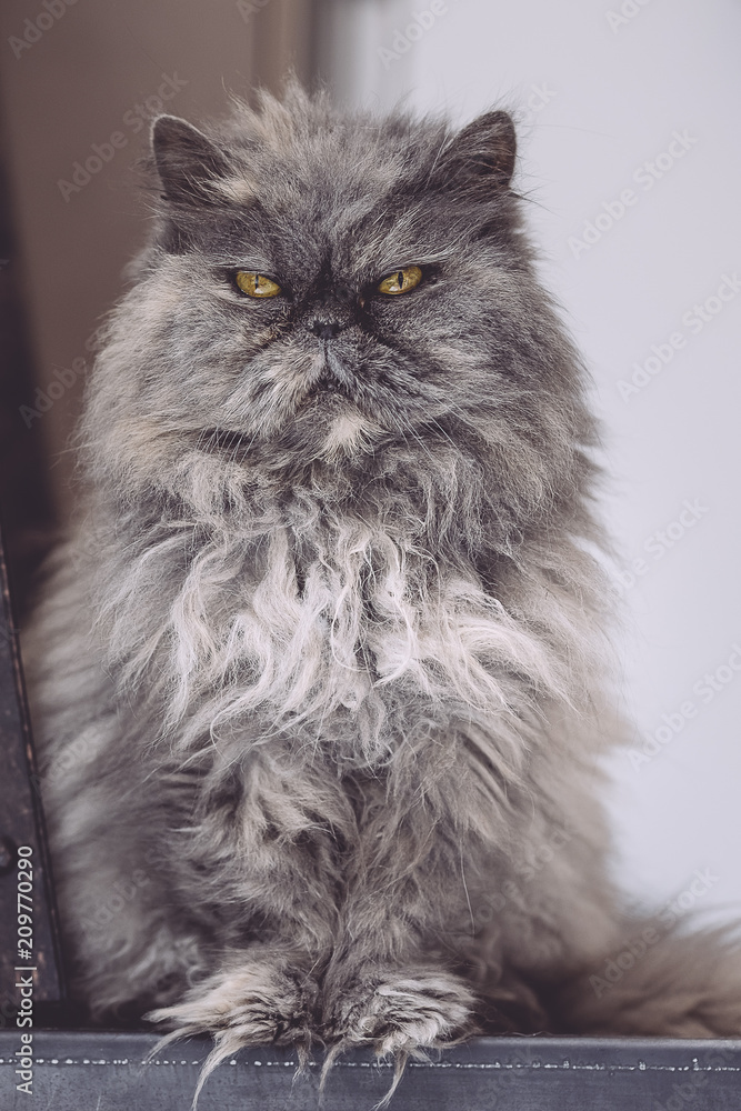 chat persan gris