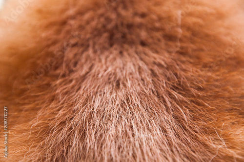 Red japanese akita fur on the withers