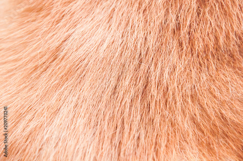 Red japanese akita fur on the withers and back