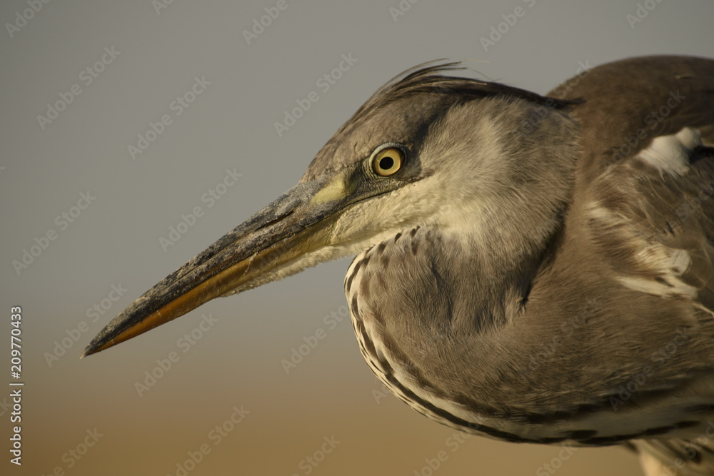 Grey Heron - Ardea cinerea, large gray heron from Euroasian lakes and rivers. Grey Heron - Ardea cinerea, large gray heron from Euroasian lakes and rivers.