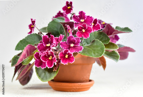 African violet plant variety Emergency photo