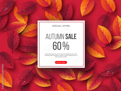 Autumn sale banner with 3d leaves and water drops. Pink background - template for seasonal discounts. Vector illustration.