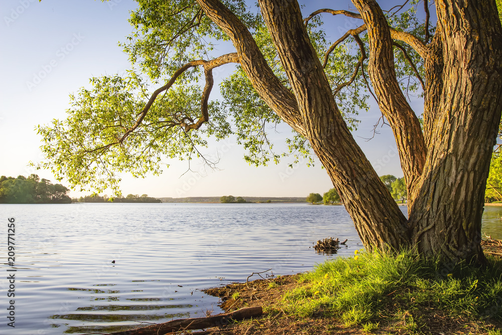 Scenic tree on shore of lake at warm summer evening. Landscape of river bank with tree trunk and clear sky. Beautiful natural nature. Under tree on lake shore.