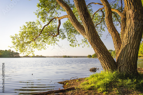 Canvas Print Scenic tree on shore of lake at warm summer evening