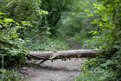 Fotografija Trunk on the forest path